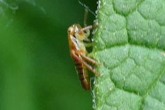 Rhytidodus decimusquartus