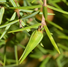 Oligotrophus panteli