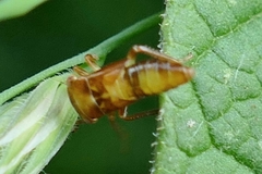 Rhytidodus decimusquartus