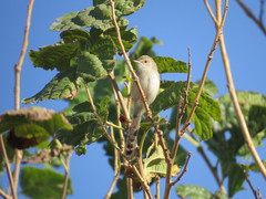 Prinia lepida