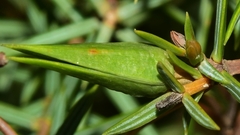 Oligotrophus panteli