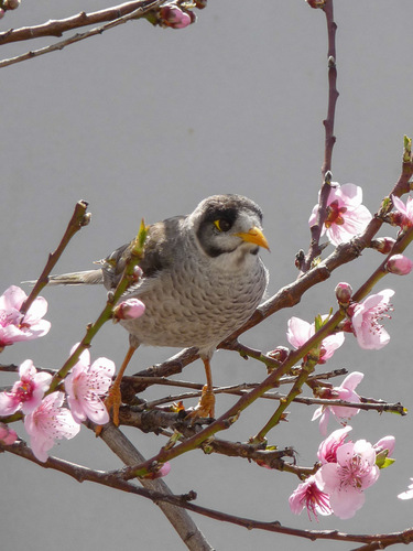 Noisy Miner, photo 5 of 10