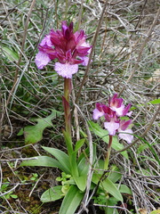 Anacamptis papilionacea aegaea