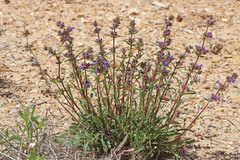 Penstemon pinorum