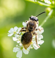 Andrena rugosa