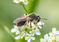 Andrena rugosa