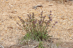 Penstemon pinorum