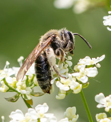 Andrena rugosa