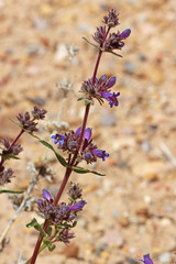 Penstemon pinorum