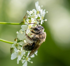 Andrena rugosa