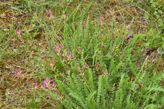 Astragalus monspessulanus monspessulanus