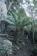 Encephalartos natalensis