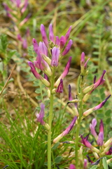 Astragalus monspessulanus monspessulanus