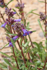 Penstemon pinorum