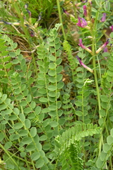 Astragalus monspessulanus monspessulanus