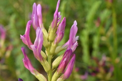 Astragalus monspessulanus monspessulanus