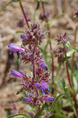 Penstemon pinorum