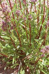 Penstemon pinorum
