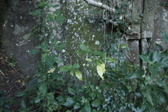 Justicia campylostemon