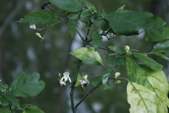 Justicia campylostemon