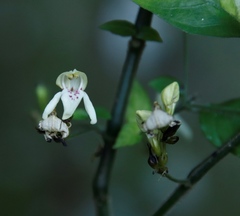 Justicia campylostemon