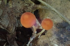 Marasmius sullivantii