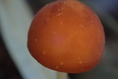 Marasmius sullivantii