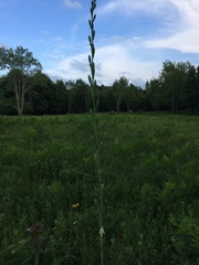 Parthenium integrifolium