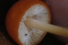 Marasmius sullivantii