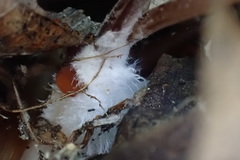 Marasmius sullivantii