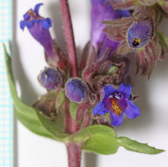 Penstemon pinorum