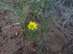 Xanthisma texanum drummondii