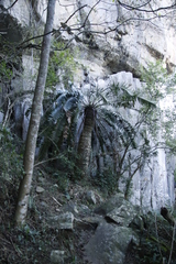 Encephalartos natalensis