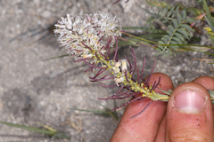 Thelypodium crispum