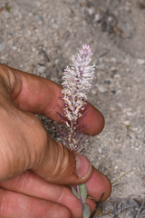 Thelypodium crispum