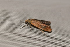 Lathronympha strigana