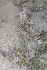 Thelypodium crispum