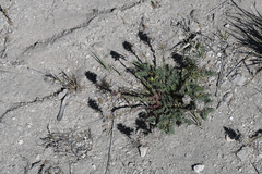 Thelypodium crispum