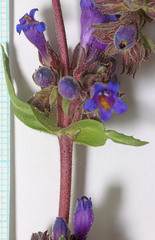 Penstemon pinorum