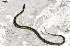 Thamnophis pulchrilatus