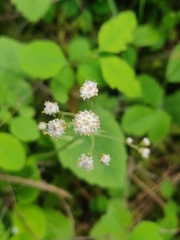 Antennaria racemosa
