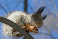 Sciurus vulgaris