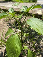 Capsicum annuum annuum