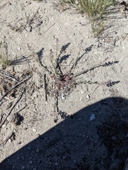 Thelypodium crispum
