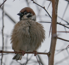 Passer montanus