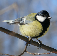 Parus major