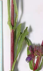 Penstemon pinorum