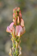 Onobrychis supina