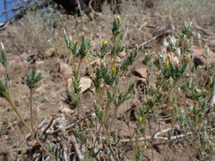 Mentzelia montana