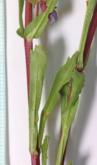 Penstemon pinorum